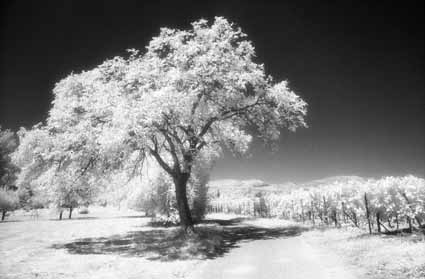 Baum an Weinbergen - Landau