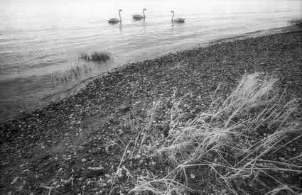 Drei Schwäne auf dem Rhein