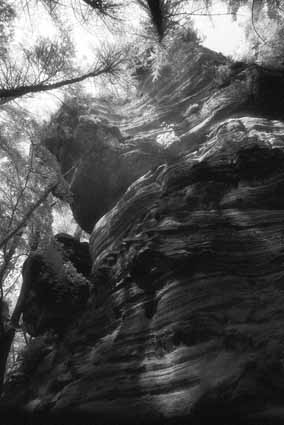 Baum und Fels I - Eppenbrunn